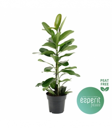Ficus
