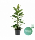 Ficus