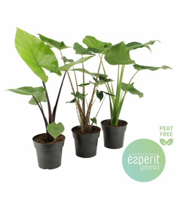 Alocasia