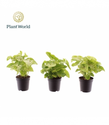 Syngonium