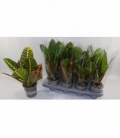Codiaeum