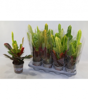 Codiaeum