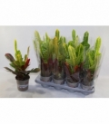 Codiaeum
