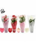 Anthurium