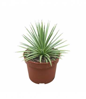 Agave