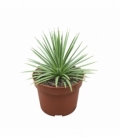 Agave