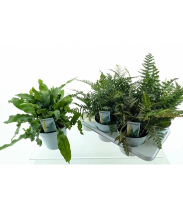 Fern