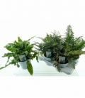 Fern
