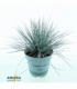 Festuca