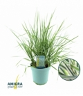 Calamagrostis