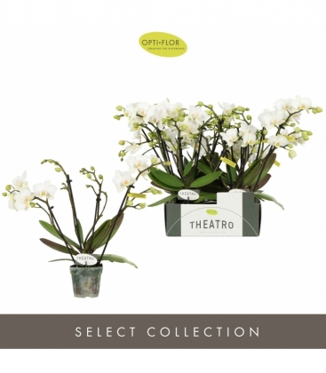 Phalaenopsis
