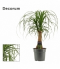 Beaucarnea