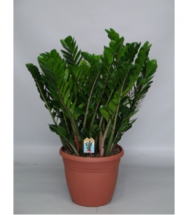 Zamioculcas