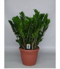 Zamioculcas