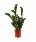 Zamioculcas
