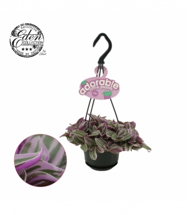 Tradescantia