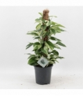 Epipremnum