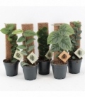 Indoor