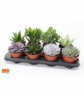 succulents
