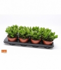Crassula