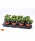 Crassula