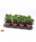 Crassula