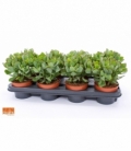 Crassula