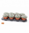 Echeveria