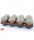Echeveria