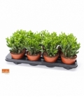 Crassula