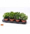 Crassula