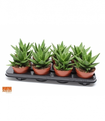 Aloe
