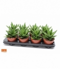 Aloe