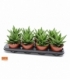 Aloe