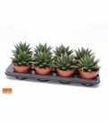 Gasteria