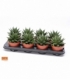 Gasteria
