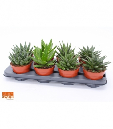 Haworthia