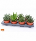 Haworthia