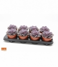 Echeveria