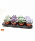 Echeveria