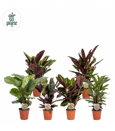 Calathea