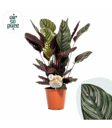 Calathea