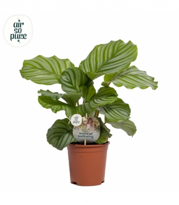 Calathea