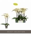 Phalaenopsis
