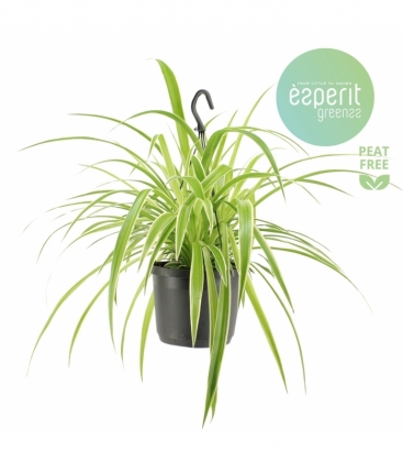 Chlorophytum