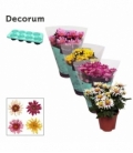 Chrysanthemum