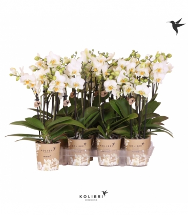 Phalaenopsis