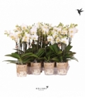 Phalaenopsis