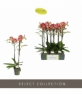 Phalaenopsis