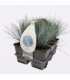 Festuca